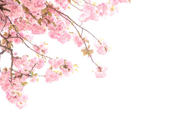 Fototapeta premium Cherry Blossom or Sakura flower in the nature of springtime on white background