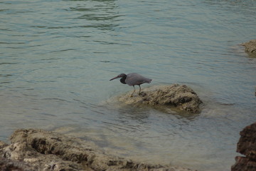 Koh Phangan Island, Surat Thani, Thailand