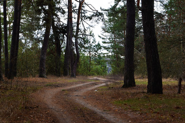 Fototapeta premium Footpath in the old forest.