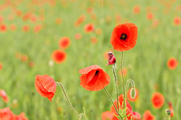 Naklejka premium Bright red wild poppies growing in field of unripe green wheat