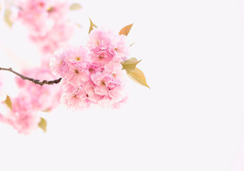 Spring seasontime with a Beautiful of Cherry Blossom or Sakura flower in the nature  on white...