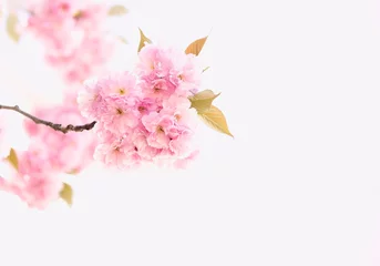 Rollo Spring seasontime with a Beautiful of Cherry Blossom or Sakura flower in the nature  on white background © SASITHORN
