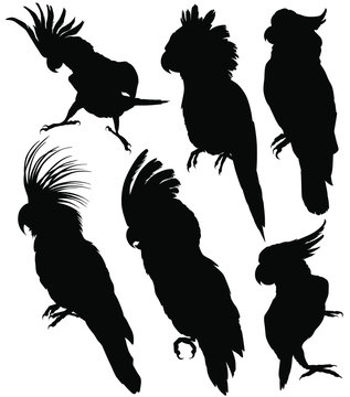 Cockatoo / parrots silhouettes. Vector illustration isolated on white