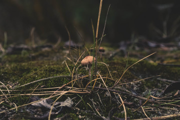 Nature