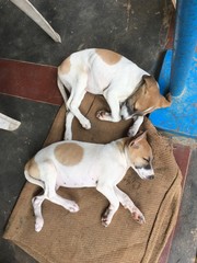 sleeping dog