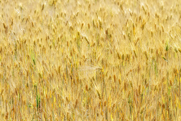 Yellow wheat fields - 318247741