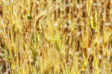 Yellow wheat fields in autumn - 318247763