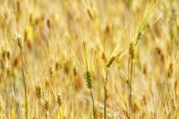 Autumn fields before harvesting grain. - 318247798