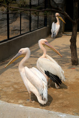 pink pelican in the park