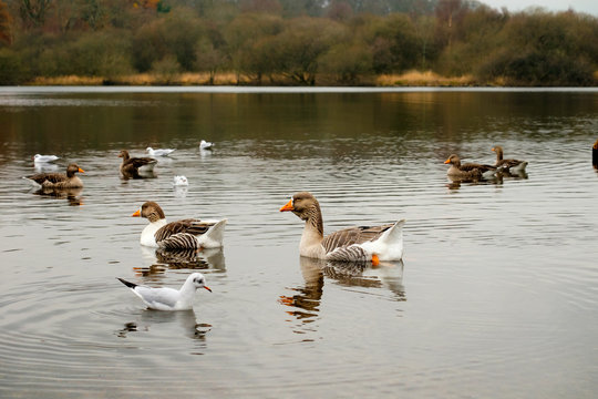 Geese Swimming On Derwentwater Lake District In Autumn