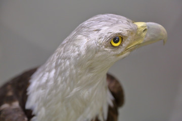 Part of the exposition of the Zoological Museum of Moscow State University named after Lomonosov. Russia