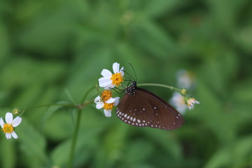 Koh Phangan Island, Surat Thani, Thailand