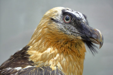 Part of the exposition of the Zoological Museum of Moscow State University named after Lomonosov. Russia