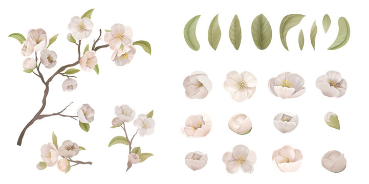 Cherry Flower Set Isolate on White Background. Realistic Sakura Blossom, Green Leaves and Branches, Design Elements for Graphic Design Printable Banner, Poster or Flyer Decoration. Vector Illustration