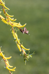 yellow willow tree flowers in close-up on a blurry light green background; willow branches with flowers