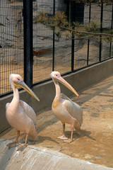 pink pelican in the park