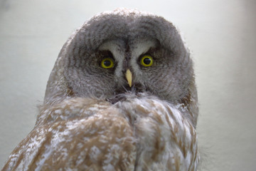 Part of the exposition of the Zoological Museum of Moscow State University named after Lomonosov. Russia