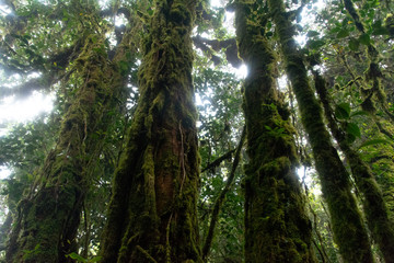 El tronco vestido de musgo