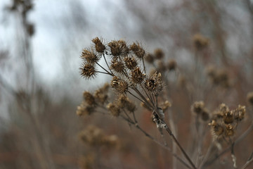 dry plants in the Park in winter