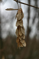 dry plants in the Park in winter