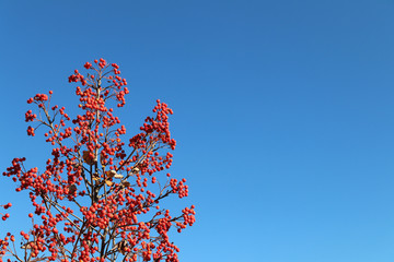 Branches of red rowan or mountains ash scarlet on a background of blue sky in the rays of sunlight. Winter food for birds. Autumn red berries. Greeting card design. Natural vitamins