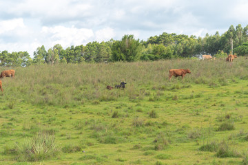 Raising beef cattle in southern Brazil