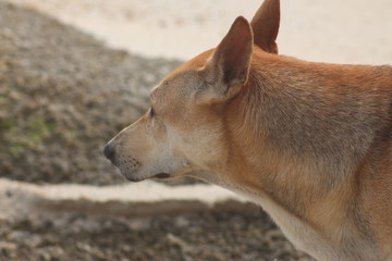 Koh Phangan Island, Surat Thani, Thailand