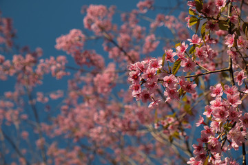 Pink flowers blossom against clear blue sky background