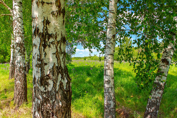 Birchwood in a sunny summer day in Russia. Natural background.
