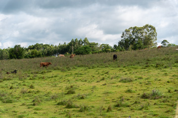Raising beef cattle in southern Brazil
