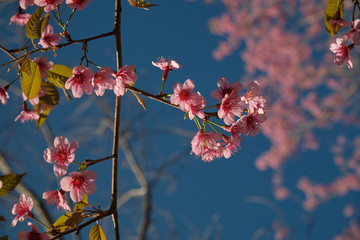 Pink flowers blossom against clear blue sky background
