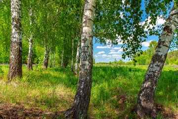 Birchwood in a sunny summer day in Russia. Natural background.
