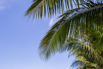 Naklejka na ściany i meble Palm tree leaf and blue sky at the tropical sea on sunshine day.