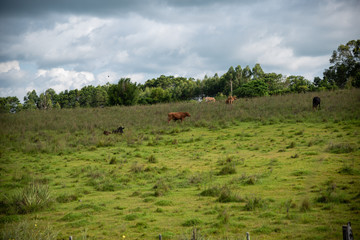 Fototapeta na wymiar Raising beef cattle in southern Brazil
