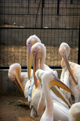 pink pelican in the park