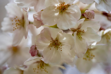 Naklejka na ściany i meble 桜の写真