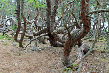 Fototapeta na wymiar Bäume im Trollpark auf Öland in Schweden