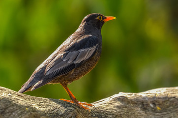 Himalayan Black Bulbul, Birds of Himalaya