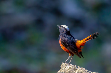 White-Capped Redstart, Birds of Himalaya