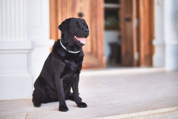 Beautiful black labrador dog sitting at terrace