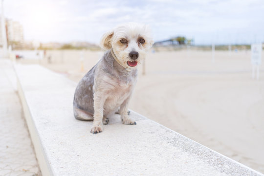 Beautiful dog sitting happy by the beach, enjoying sunny day outdoors