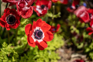 アネモネの写真