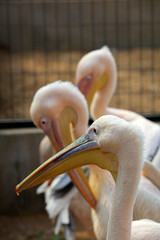 pink pelican in the park
