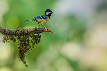 Tit, Birds of Himalaya