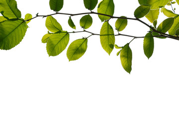 Fototapeta na wymiar Fresh Green tree branch isolated on white background