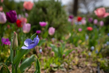 アネモネの写真