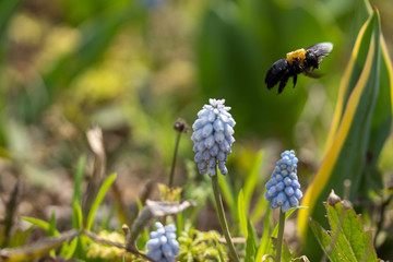 花(ムスカリ)とクマバチの写真