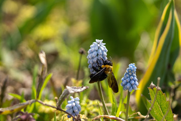 花(ムスカリ)とクマバチの写真