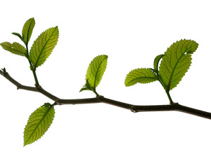 green tree branch isolated on white background