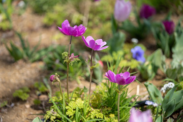 アネモネの写真